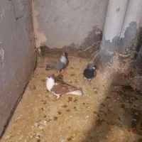 ۲۶ عدد کفتر بمب