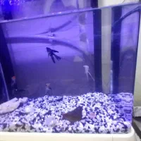 آکواریوم با تمام امکانات و ماهی|ماهی|رشت, حسین آباد|دیوار