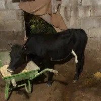 گاو با گوساله ماده
