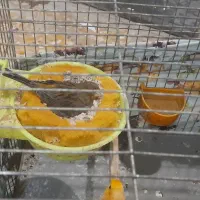 قناری نر ماده