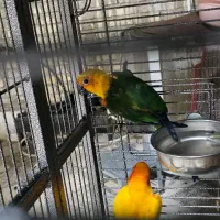 طوطی خورشیدی شرطی