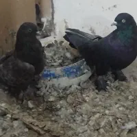 کبوتر پور اصفهان