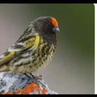 جوجه گلپسر نر