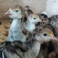 جوجه بوقلمون برنز سینه پهن|حیوانات مزرعه|تربت‌حیدریه, ترمینال|دیوار