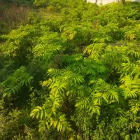 474متر مسکونی دور دیوار 16متر بر کوچه آسفالته|فروش زمین و ملک کلنگی|احمدسرگوراب, |دیوار