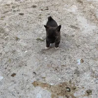 فروش پاکوتاه فیندو ریز و کوچک|سگ|میانه, |دیوار