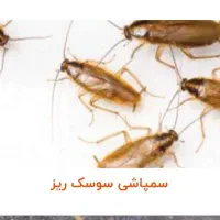 شرکت سمپاشی ساس،موریانه،گال،سوسک،موش ۷سال ضمانت|خدمات نظافت|اهواز, اهواز|دیوار