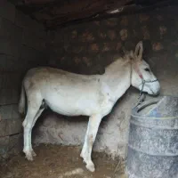 خر باری و مادیان رو|حیوانات مزرعه|لردگان, |دیوار