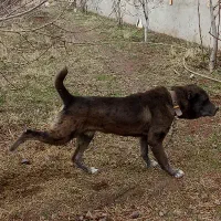 سگ دوساله افغان