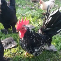 مرغ و خروس جپنیز