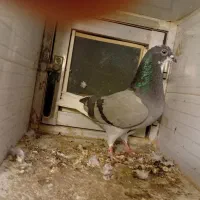 کبوتر|پرنده|میاندوآب, |دیوار