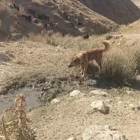 سگ گله