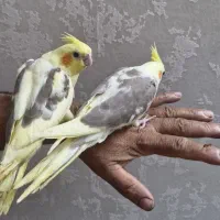 عروس هلندی