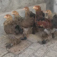 نیمچه برهما پاتریچ اصل