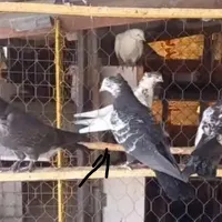 دو عدد کبوتر جوجه مطابق عکس غریب رفته|پرنده|آبیک, |دیوار