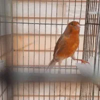 تعدادی قناری مست و آماده