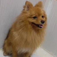 سگ پامرانین