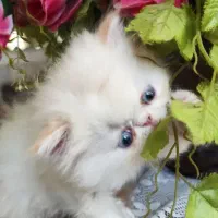 گربه پرشین سوپرفلت|گربه|کرمانشاه, |دیوار