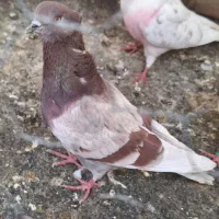 ده عدد کبوتر شهرک شریفی