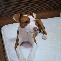 پیتبول ماده ۵ انگشتی ۶ ماهه اصل|سگ|تهران, سعادتآباد|دیوار