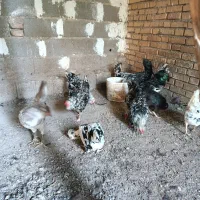 تخم مرغ‌ گلین|حیوانات مزرعه|خان ببین, |دیوار