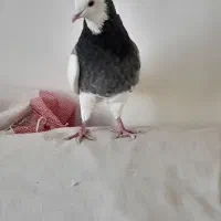 طوقی سبز نر ۷۵۰