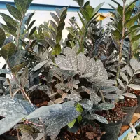 فروشی زامفولیا