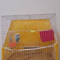 یک جفت پرنده مولد با ۲ عدد تخم|پرنده|گلبهار, شهر جدید گلبهار|دیوار