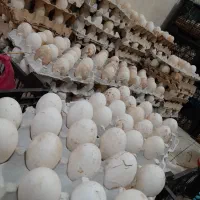 غاز اردک مرغ خروس|حیوانات مزرعه|رشت, جانبازان|دیوار