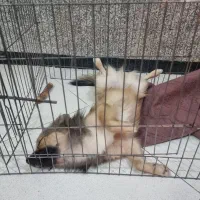 حیوان خانگی|سگ|گرگان, |دیوار