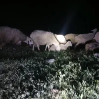 گوسفند دارم از موجنان به سمت شیروان شهر ک