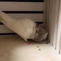 کفتر کله|پرنده|مشهد, رده|دیوار