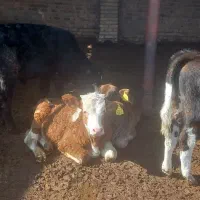 گوساله سیمینتال نر