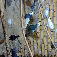 کبوتر قاطی کار درست