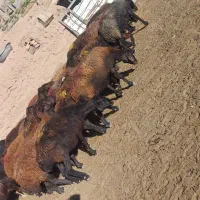 ۳۵ راس میش