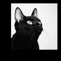 واگذاری سرپرستی گربه DSH black