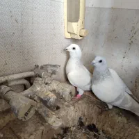 کفترجفتگاه . صید . جوجه . مفت