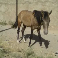 مادیان|اسب و تجهیزات اسب‌سواری|جوادآباد, |دیوار