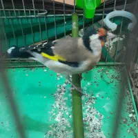 سهره|پرنده|محلات, |دیوار