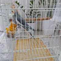 عروس هلندی سخنگو|پرنده|شهریار, شهرک امیریه|دیوار