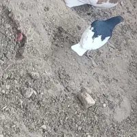 گمشده