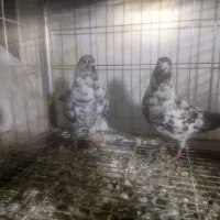 کبوتر تهرانی|پرنده|سرپل ذهاب, |دیوار