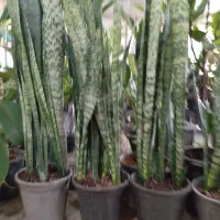 سانسوریا ابلق قدبلند|گل و گیاه طبیعی|ری, صالح آباد جنوبی (باغ رضوان)|دیوار