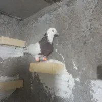 کبوتر