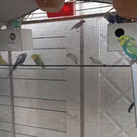 فنج نرگسی ومرغ عشق پروانه ای|پرنده|رفسنجان, |دیوار
