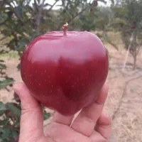 باغ