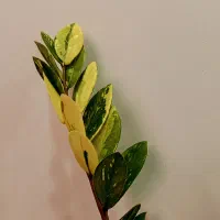 کلکسیون زاموفیلیاسوپر بلک،ابلق،شرابی،سانسوریا،هویا