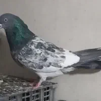 کفتر کلدوم سبز وسورورپرش سنگین