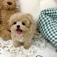 توله مالتیز پودل شیتزو