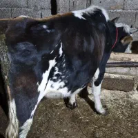 گاو شکم دار